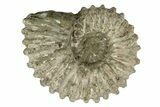 Bumpy Ammonite (Douvilleiceras) Fossil - Madagascar #247950-1